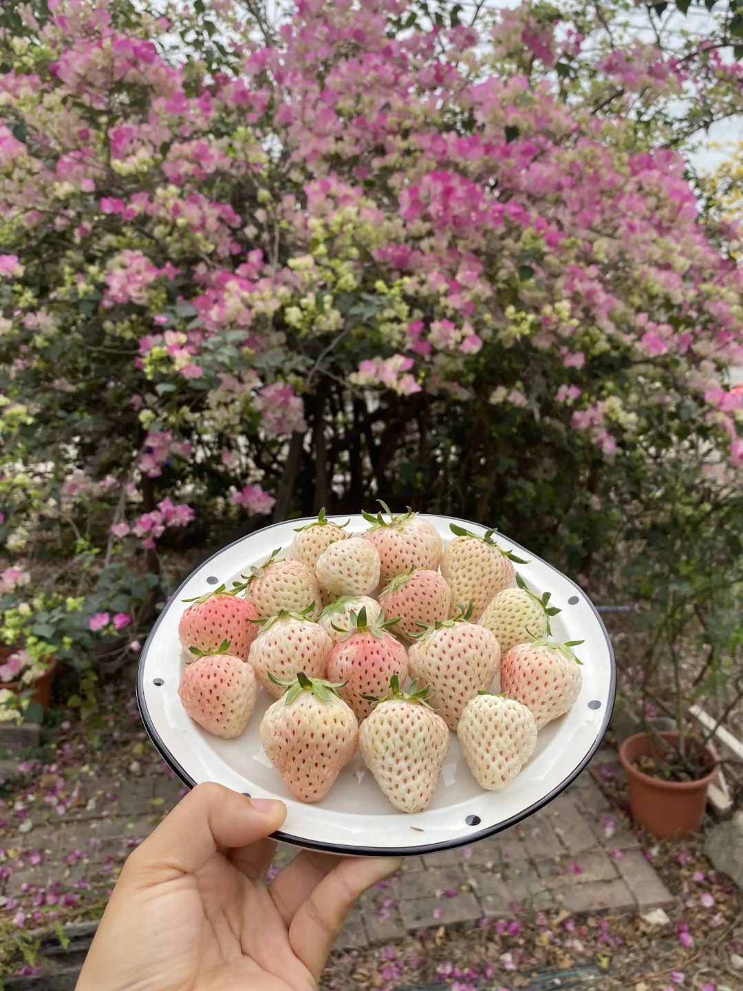 邻居种的白草莓真的太可爱啦🍓⚪️～