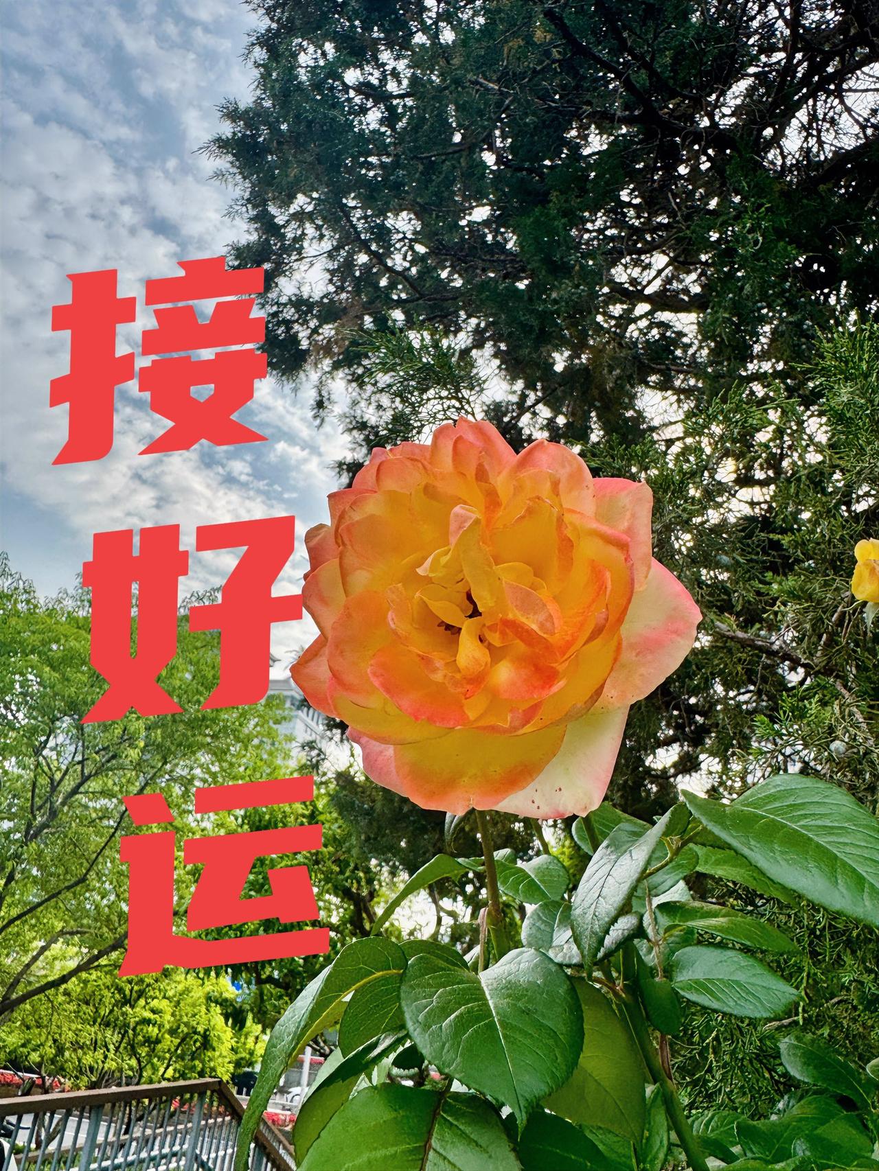 接好运！恭喜周（6/7～13）运前五名——

天秤座♎️欲望增强，更加忙碌，事业