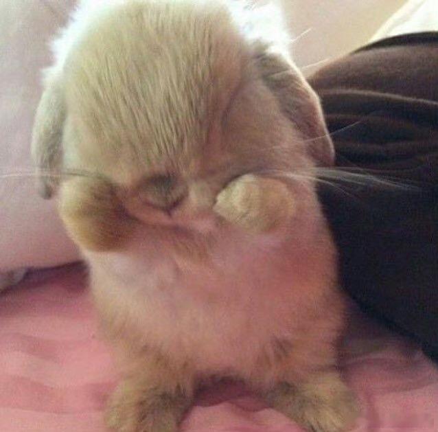 惹你生气了就会变成小兔叽撒娇…… 