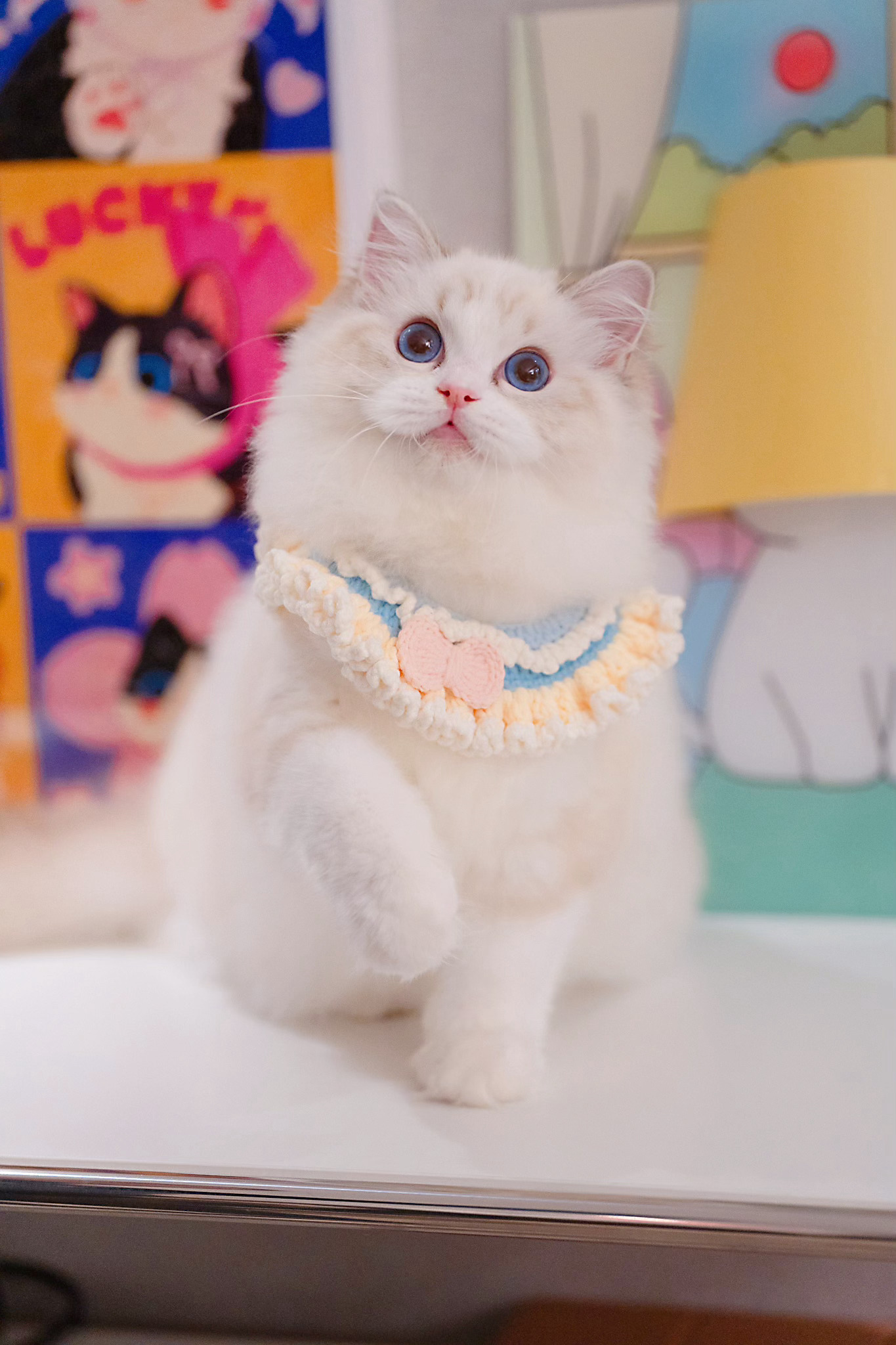 芋泥和糕仔一秒在新家当自己是亲儿子，巧乐兹本月也要去新家啦，新家还有小黑熊哥哥在