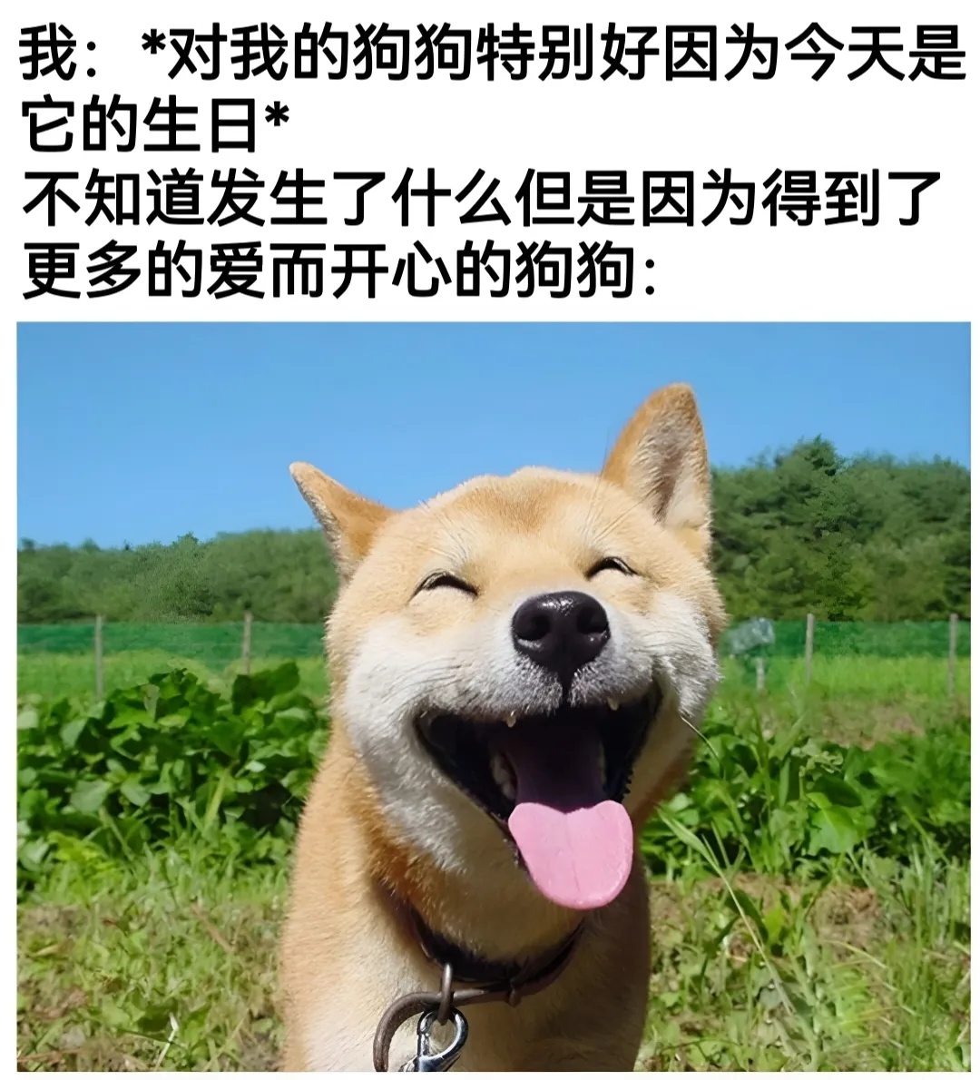 狗狗说：今天比昨天更爱你，明天也是！(≧▽≦) meme  / 