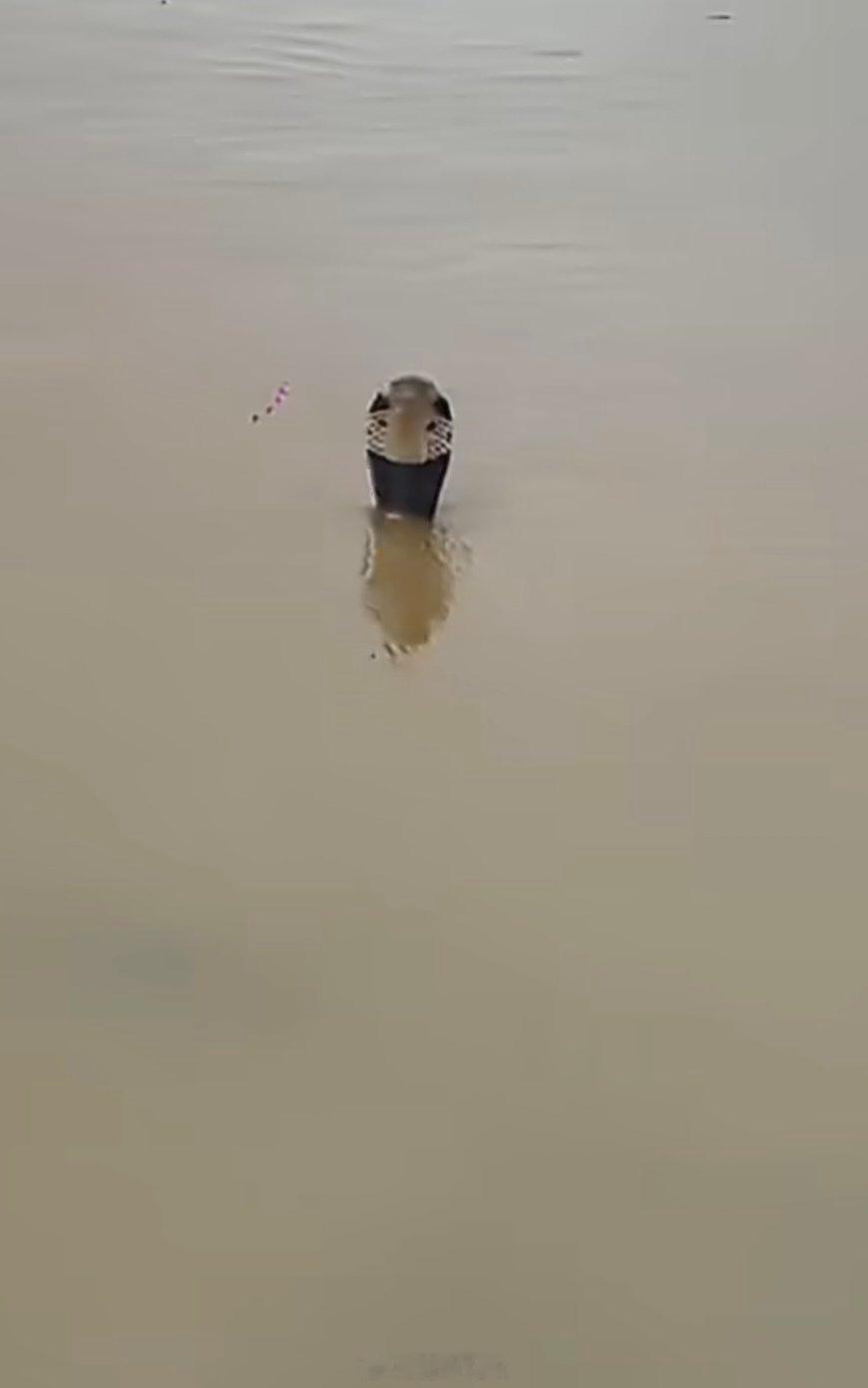蛇天生会游泳，这有点吓人 洪水致养蛇场蛇逃出有眼镜蛇 我老家以前也被洪水淹过，水