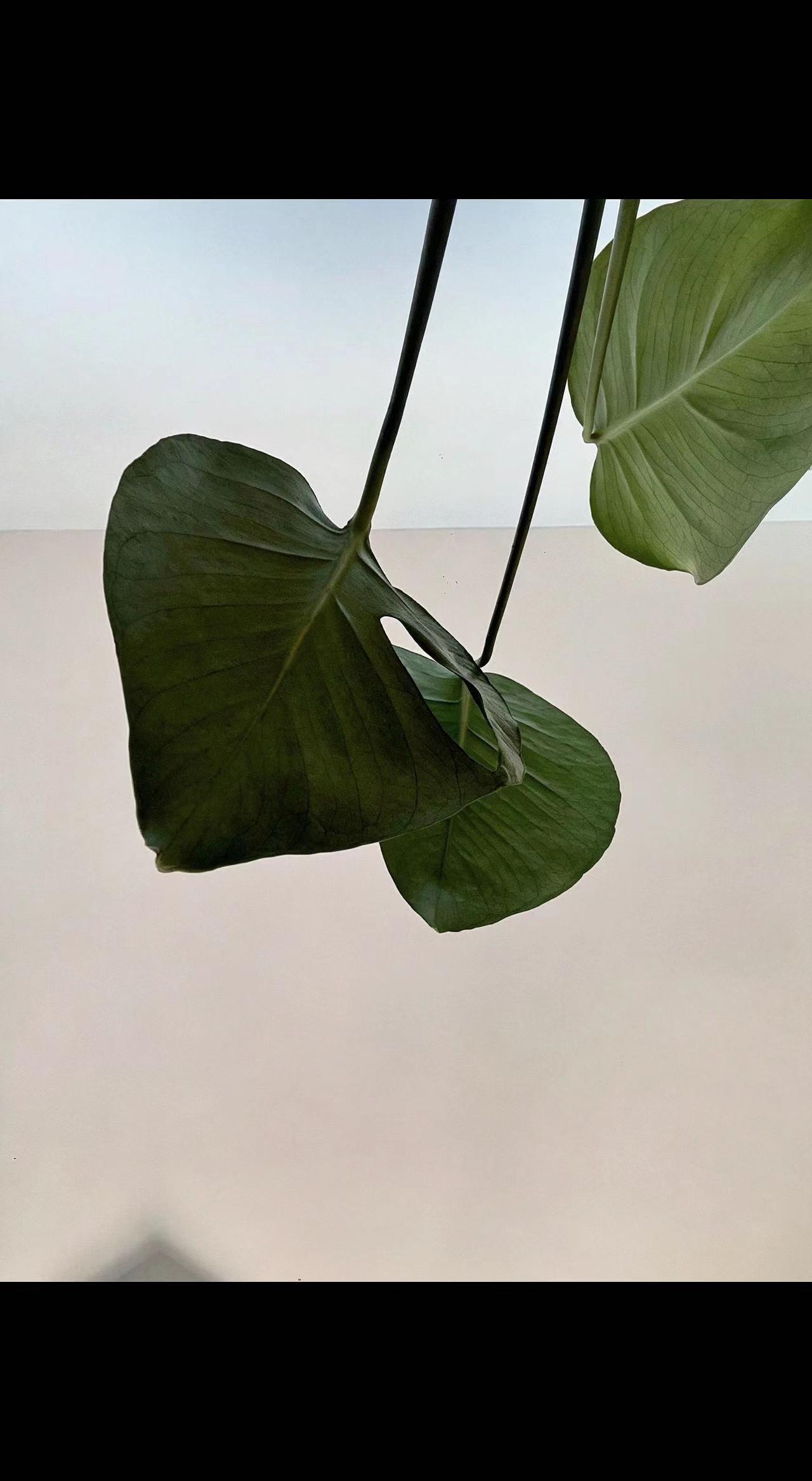 🌿叶片垂落如心事悬着，光影切割成时间的碎片。留白处，风正写夏日的短诗🍃