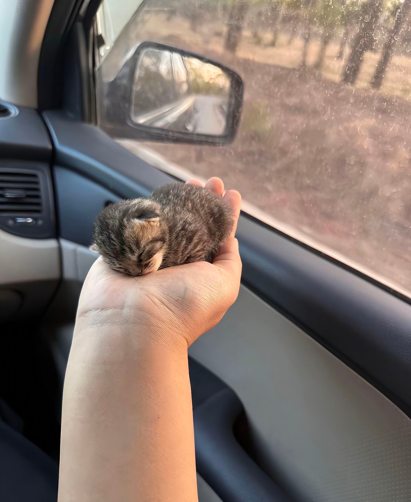 还没有手掌大的小猫 ​​​