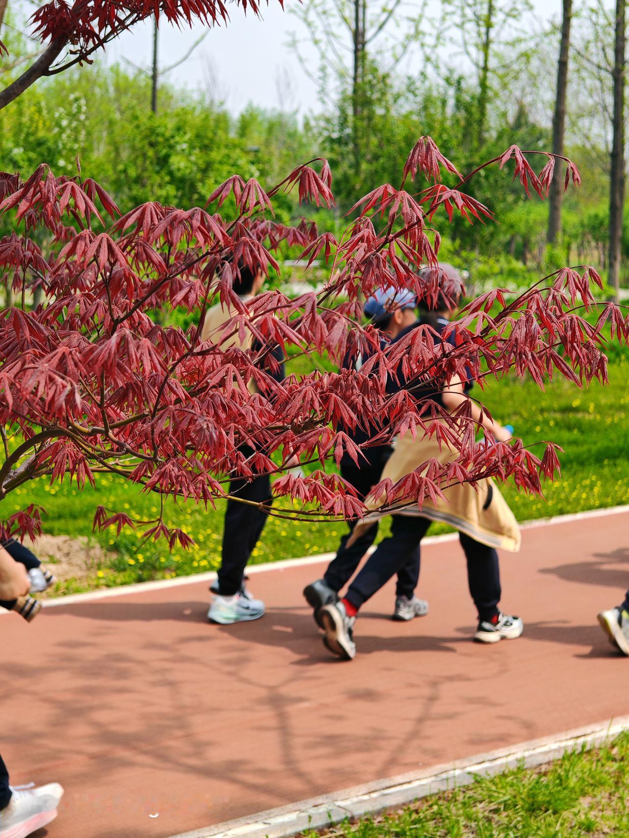 通州的城市绿心森林公园，简直是休闲娱乐运动的宝藏地！
春天，这里百花争艳，腊梅、