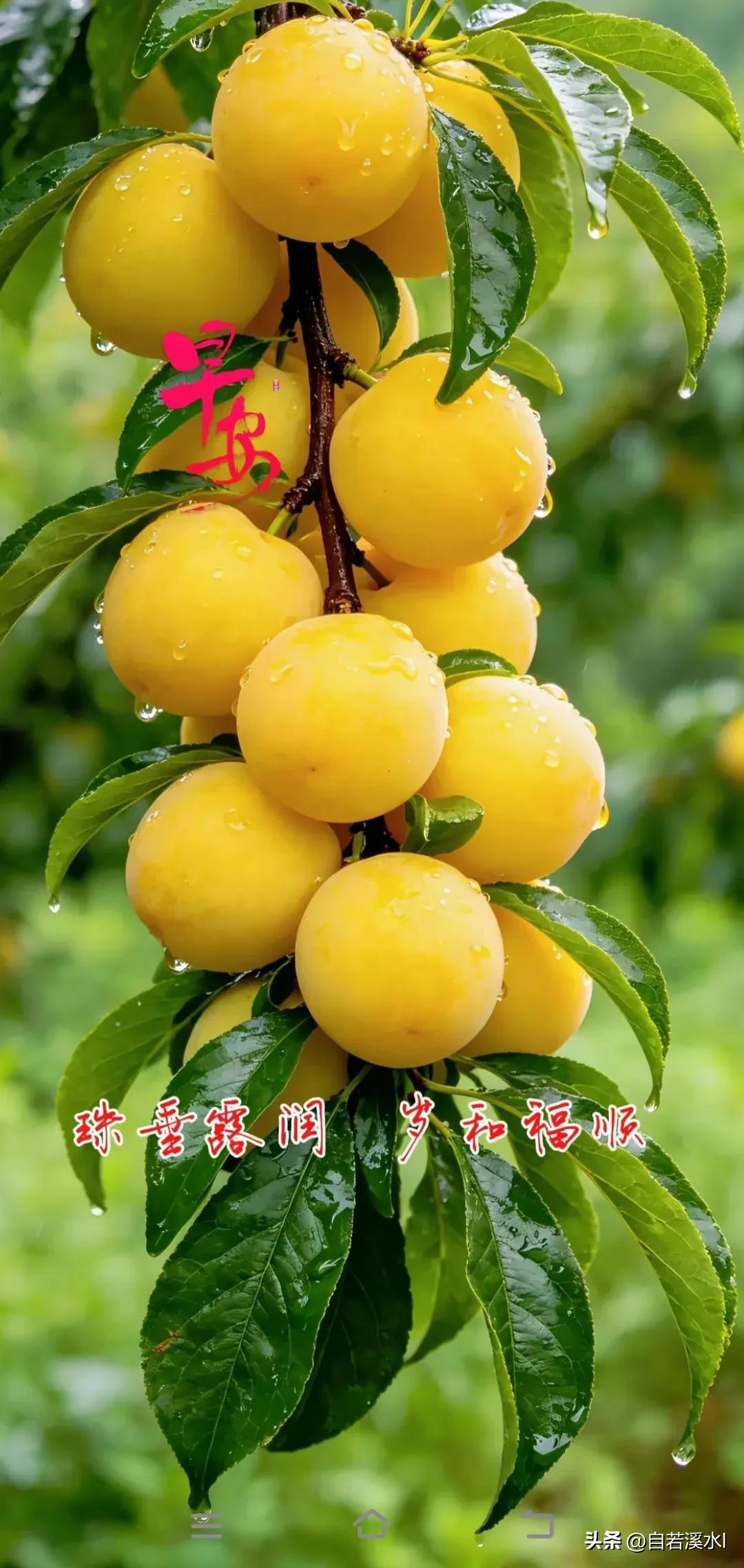 金果垂枝，露珠晶莹。
珠垂露润，岁和福顺。早安吉祥！