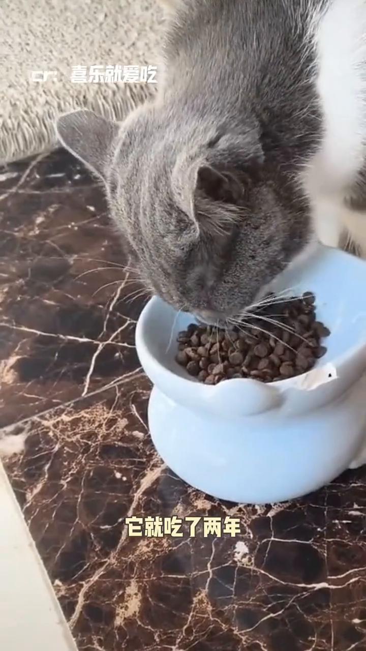 小猫咪：一款纯靠代码运行的生物。
小猫咪绝对是世界上最尊重底层代码的生物了，这犟