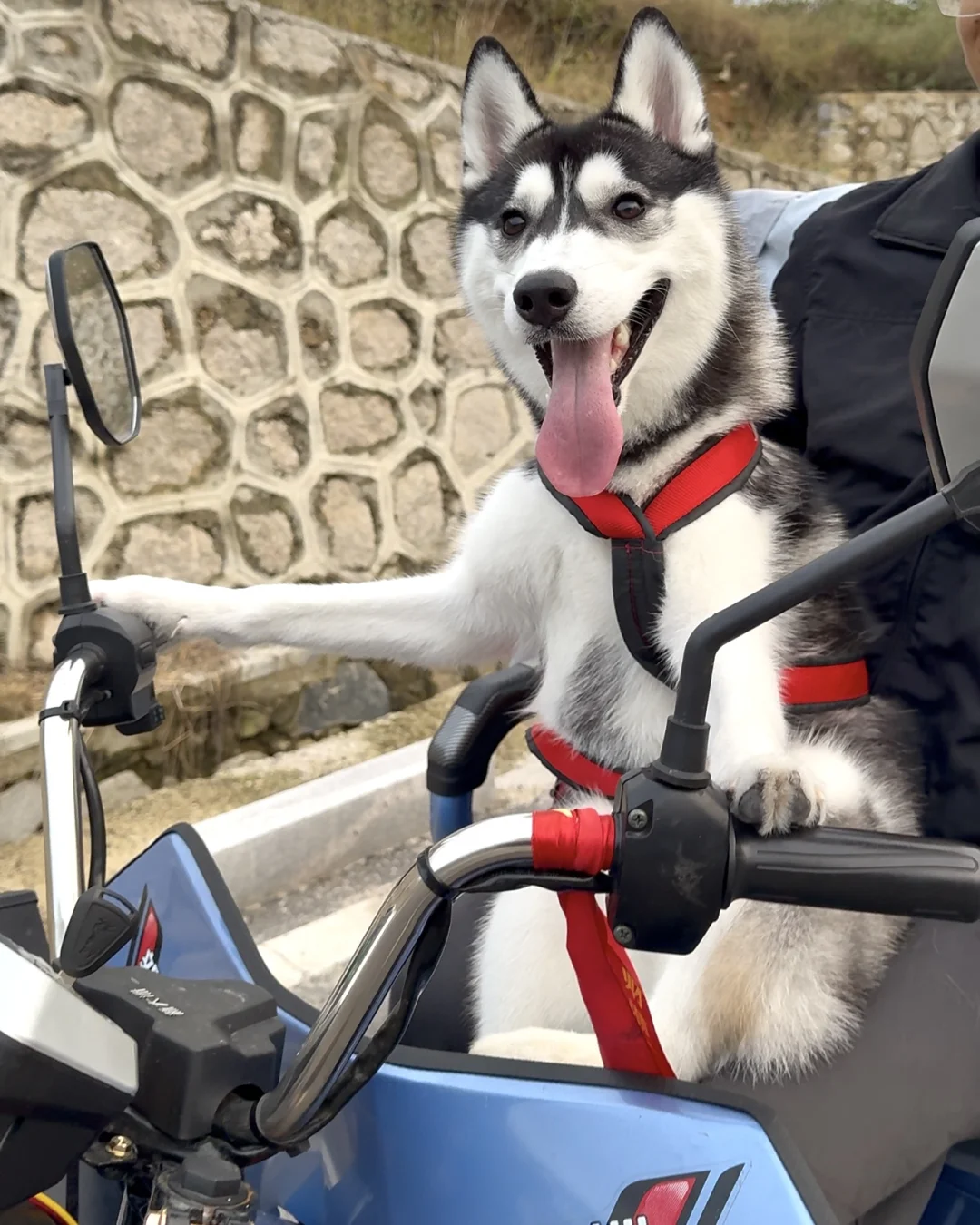 为龙泉哈士奇发声 本该有个快乐的狗生