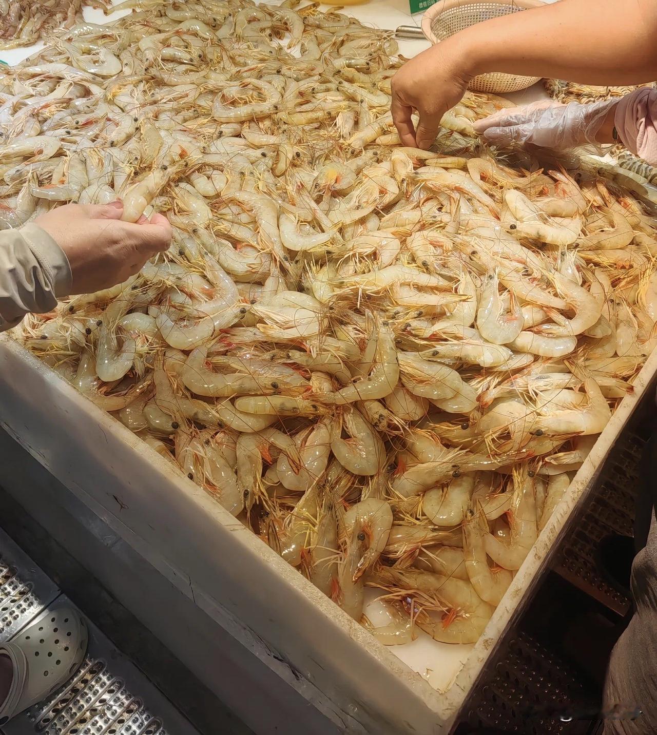 听说开海了，海鲜跟不要钱似的，请靠海的朋友跟我说下，这是不是真的？
真的好羡慕靠
