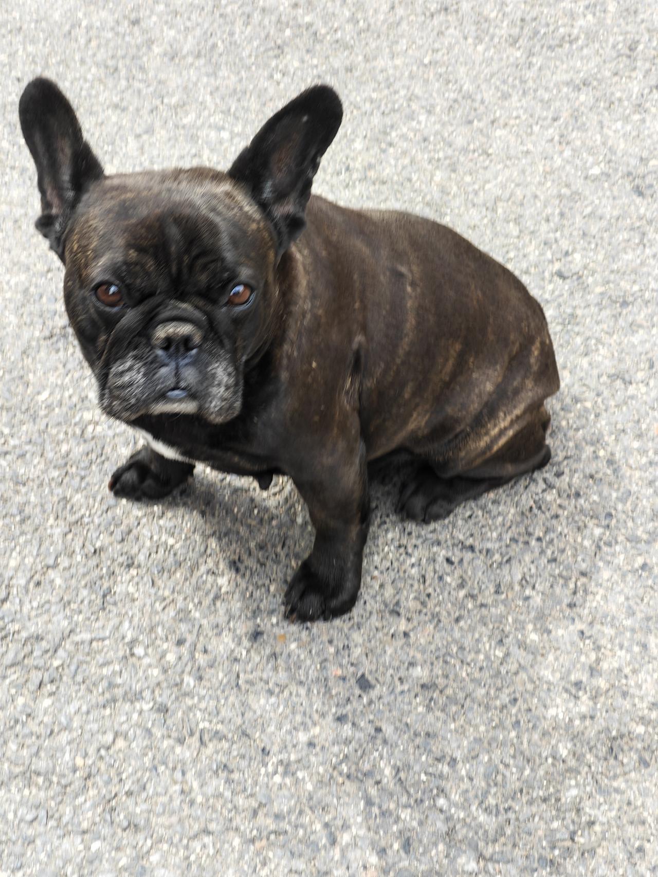 晒出你家狗子最惬意的一张照片你好呀！