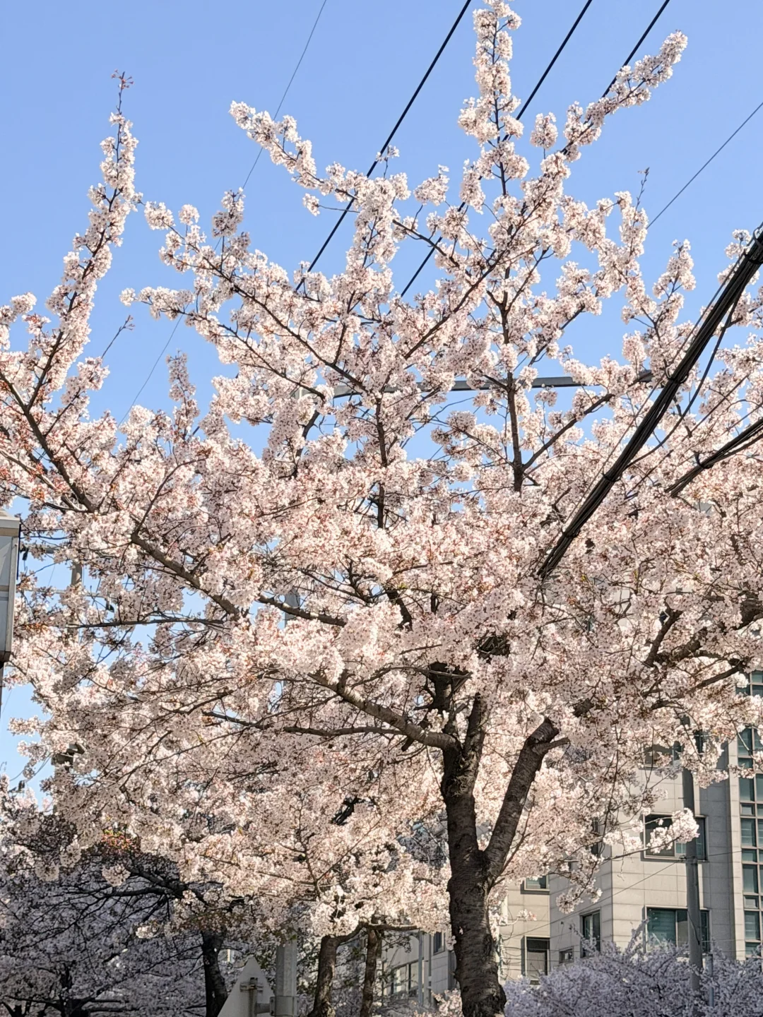 小韩的樱花开始发力，太夯了🌸