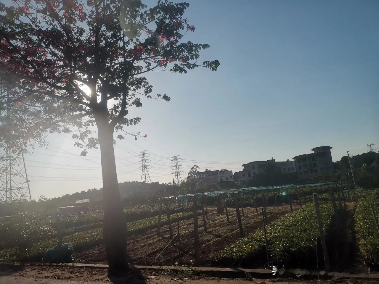 夕阳下木棉