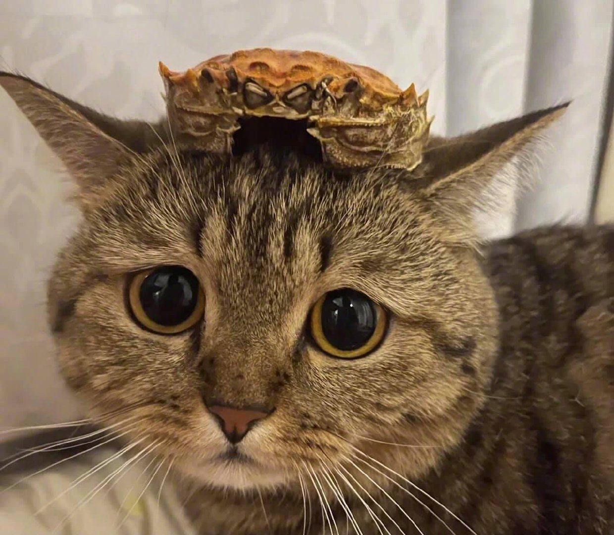 😿：我已经被封为皇室的格格了，你不要再欺负我了好吗？