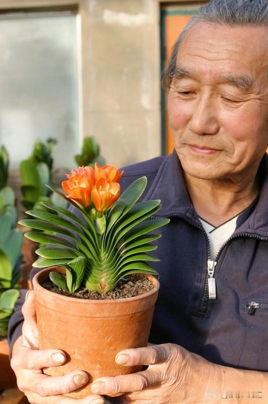 养花带给我的收获那可太多了。就说我养的那盆君子兰，刚开始叶子发黄，我到处查资料、