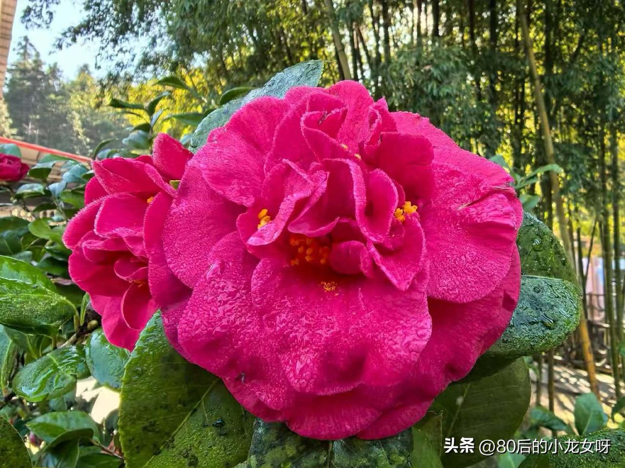 我看到有一个十几万的粉丝，他每天的收益也只有几块钱，看来想在头条赚点生活费，那是