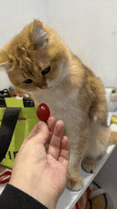 笑不活了！铲屎官拿圣女果逗猫咪，小家伙当场疯狂摇头，脑袋晃得像拨浪鼓，满脸写着拒