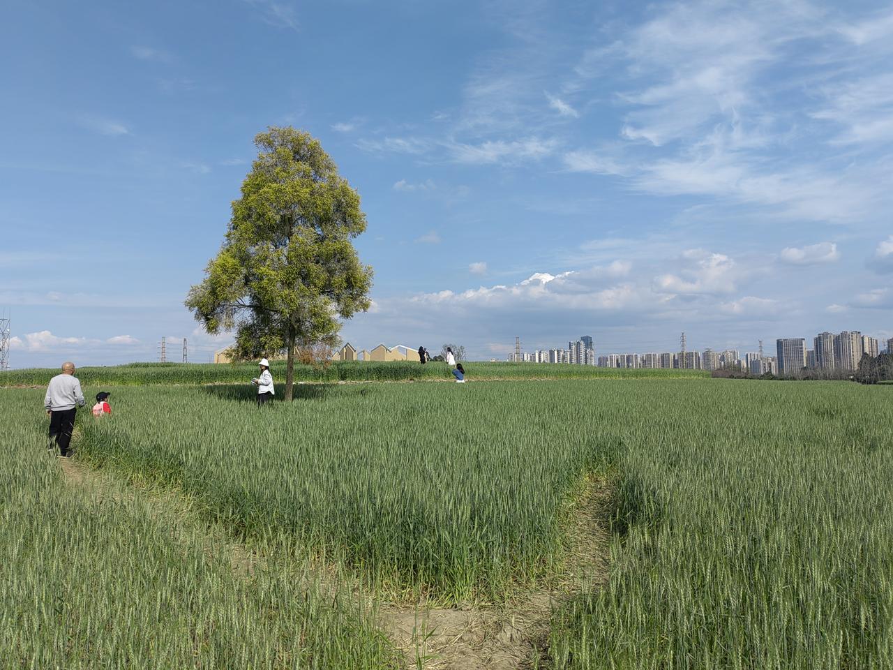 成都•三圣乡麦田
地铁三圣乡站出来，徒步约十分钟左右，在花博路附近，成都血液中心