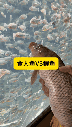 食人鱼🆚鲤鱼
[泣不成声]