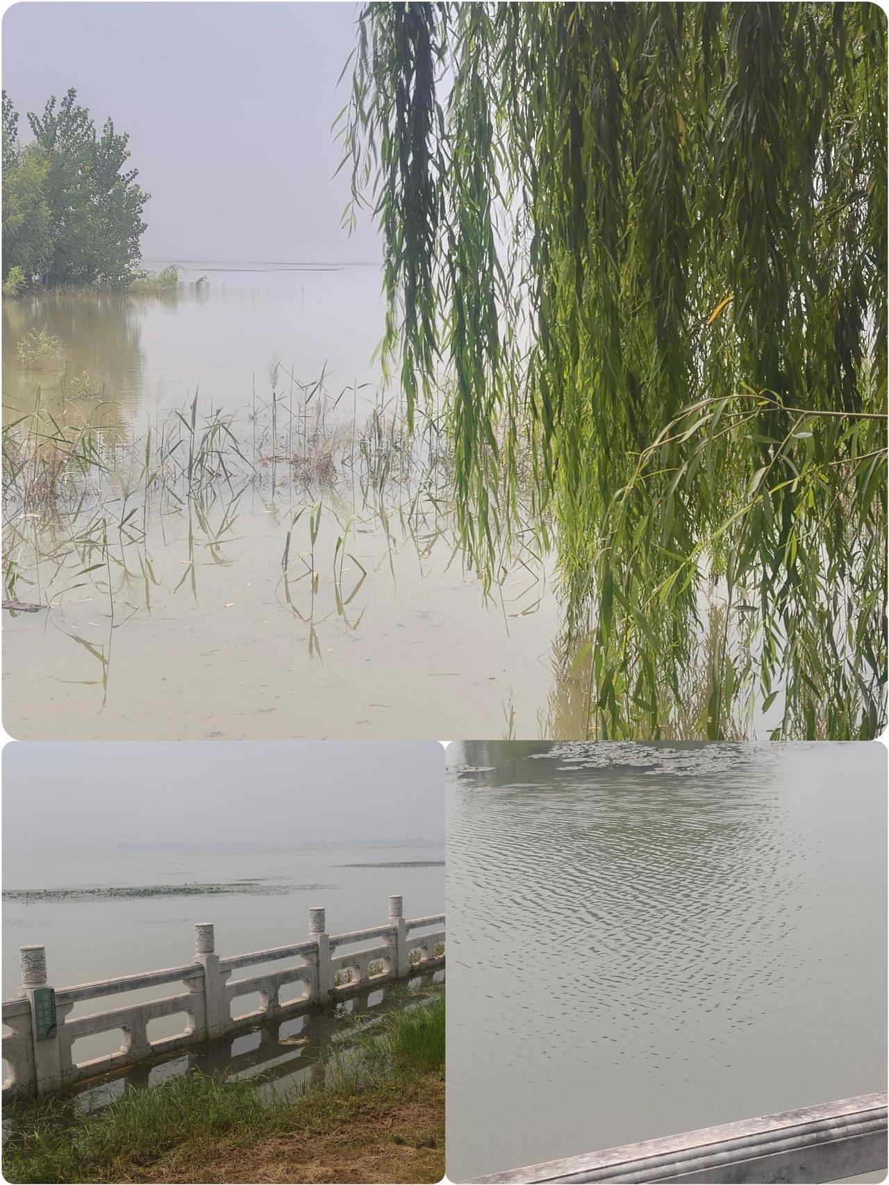 昨天周末，
闲溜达到白龟湖公园，
吹吹风、看看宽广的湖面和亮闪闪的波纹。 

远