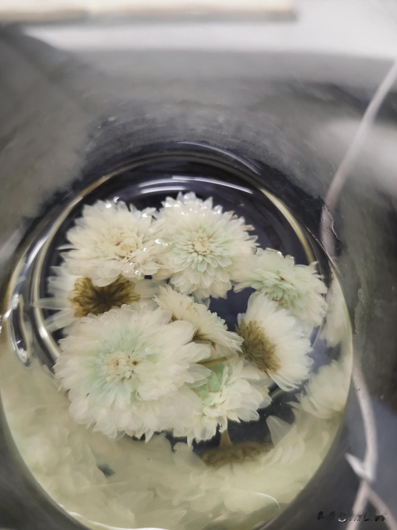 为什么菊花泡水喝，里边变绿了？正常吗？