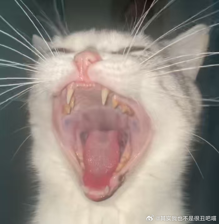 49694【丑猫】嘴巴凑，长得傻 