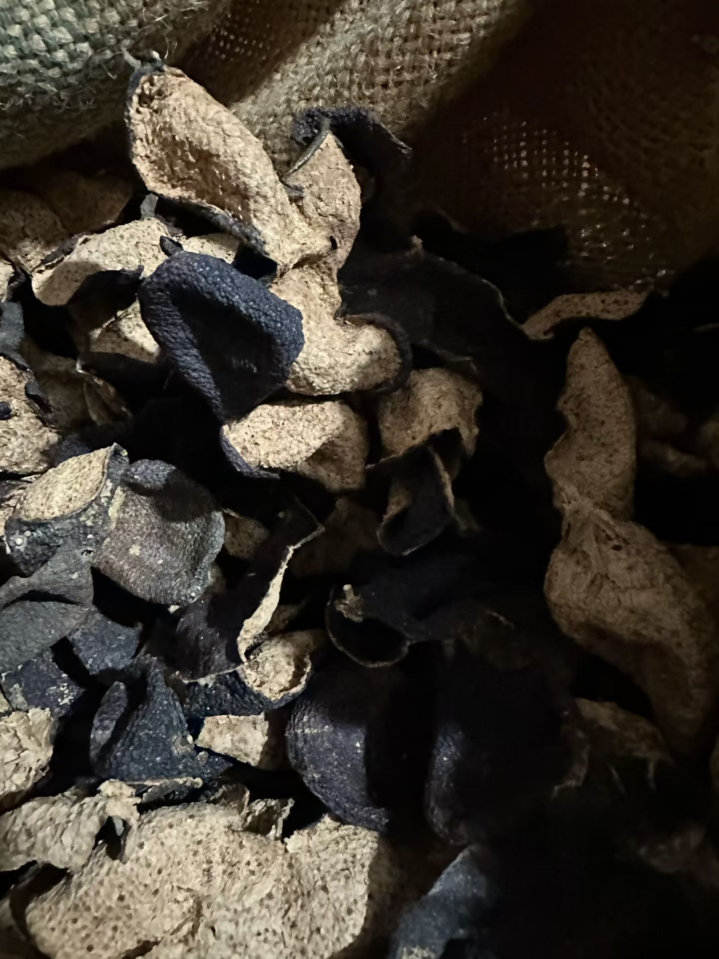 物以稀为贵、真的假不了据说新会西甲只有200亩陈皮了陪朋友来领导西甲村的同学家看