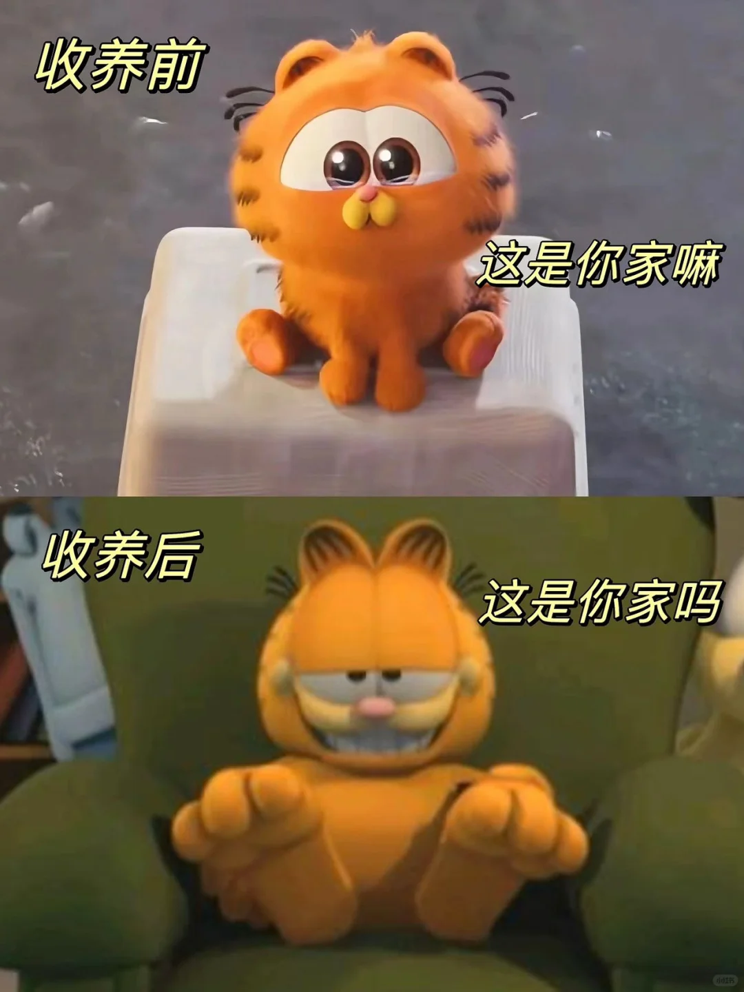 猫生赢家❗️装模作样五分钟❗️荣华富贵一辈子