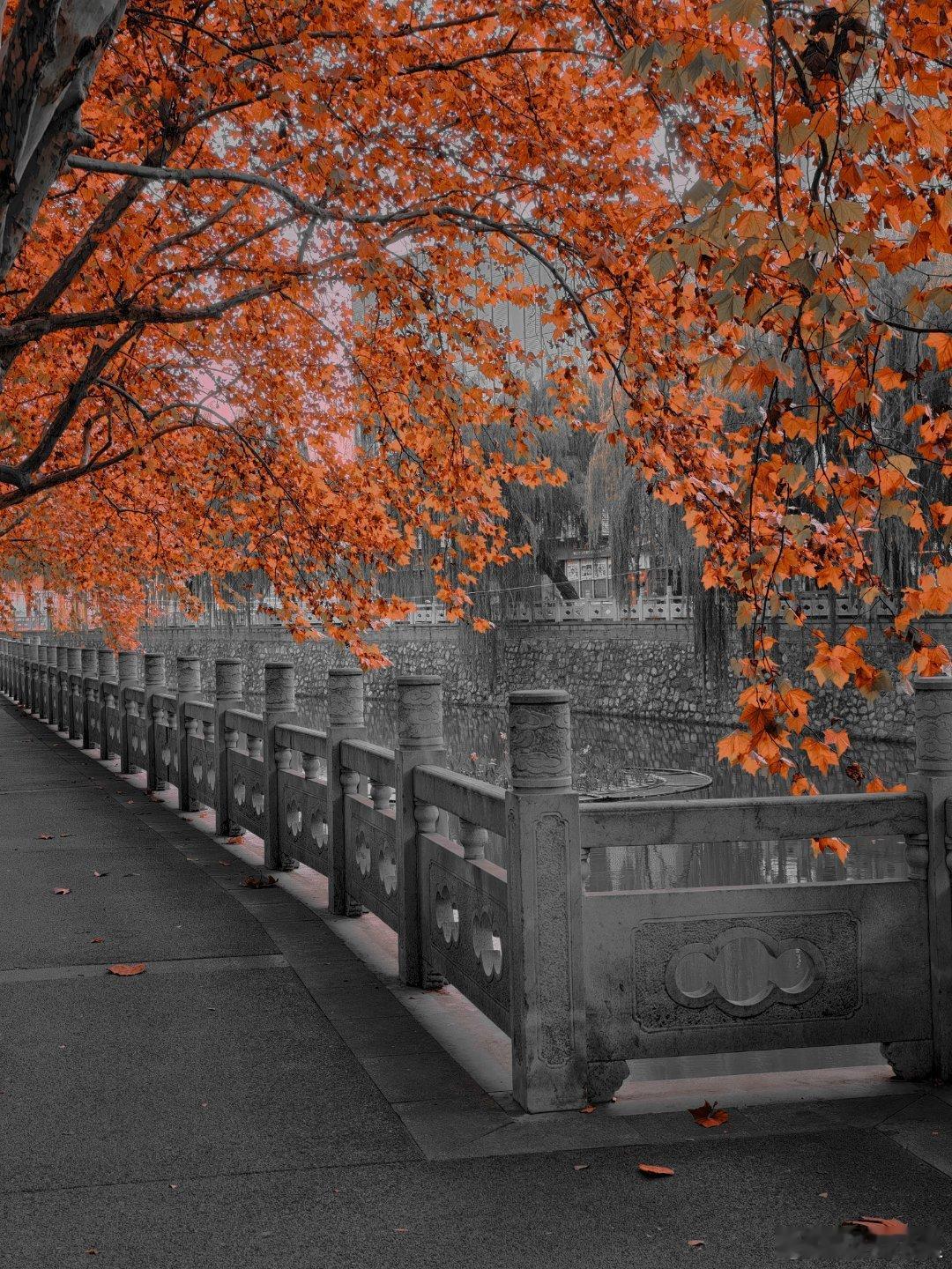 红叶是初雪来之前的温暖提醒吗？拍爆这个初冬