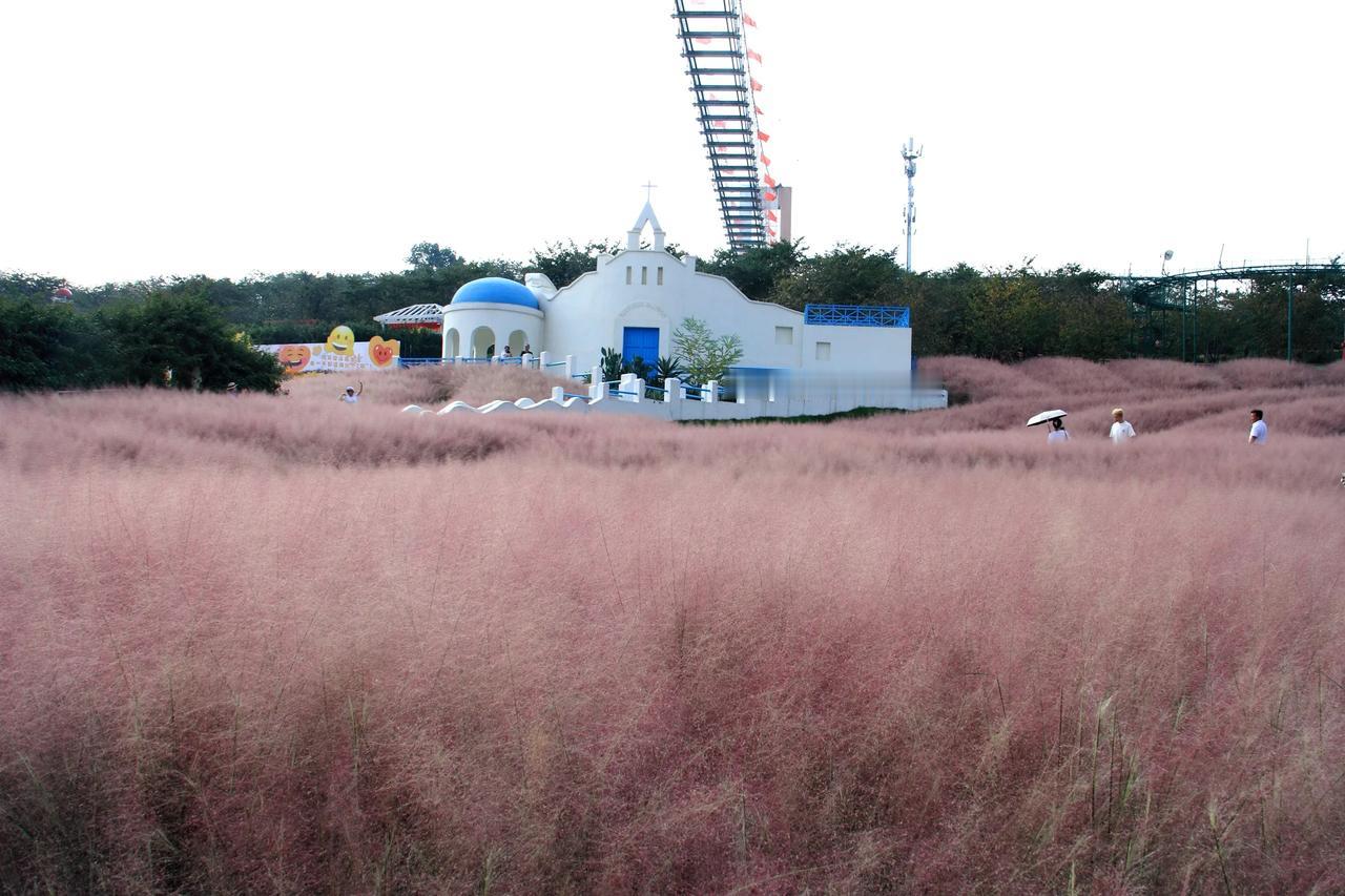 #秋日生活打卡季#


【漫花庄园 粉黛乱子草】20240928
漫花庄园粉黛乱