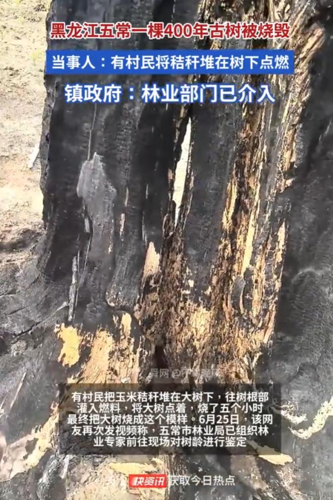 必须严惩！黑龙江五常，村民家祖坟旁长了一棵四百多年历史的大树，可村里另一个人不知