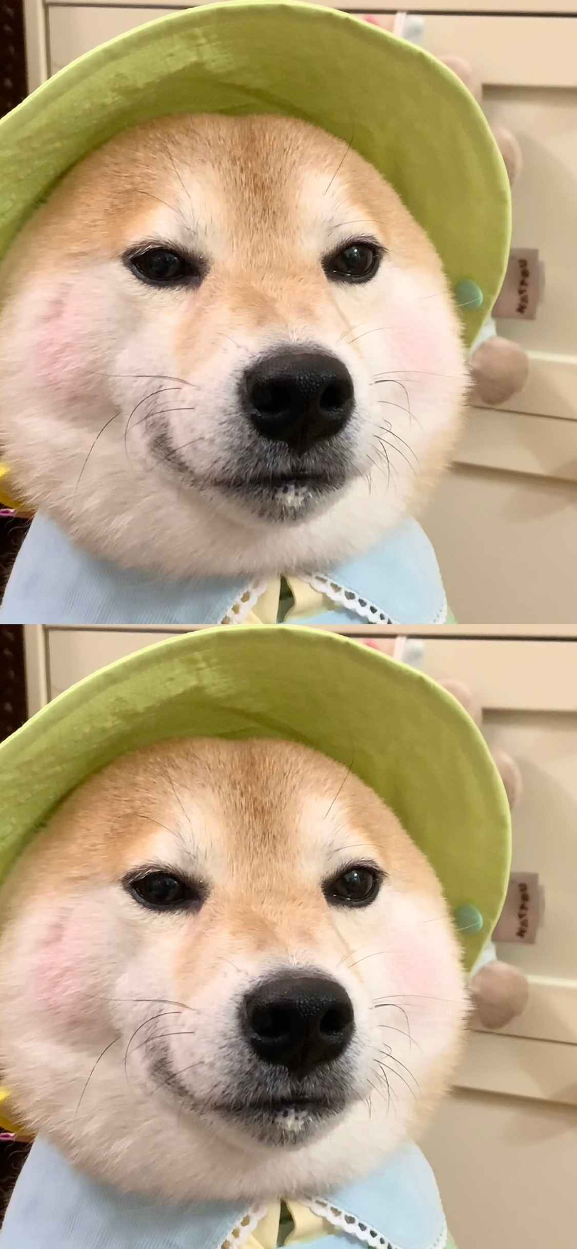 壁纸 可爱萌宠壁纸分享 