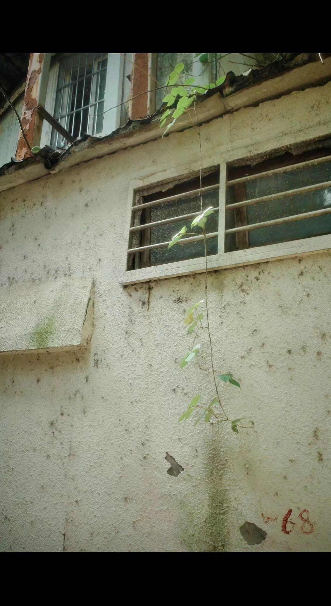 🏚️斑驳墙皮藏着时光密码，藤蔓却在裂缝里写新故事🌿。旧事物的崩塌，从来都是新