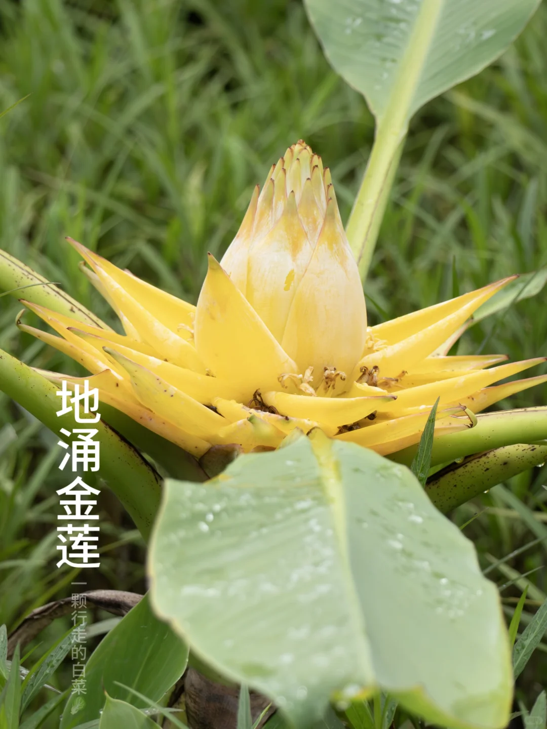 地涌金莲 | 地下涌现的金莲花