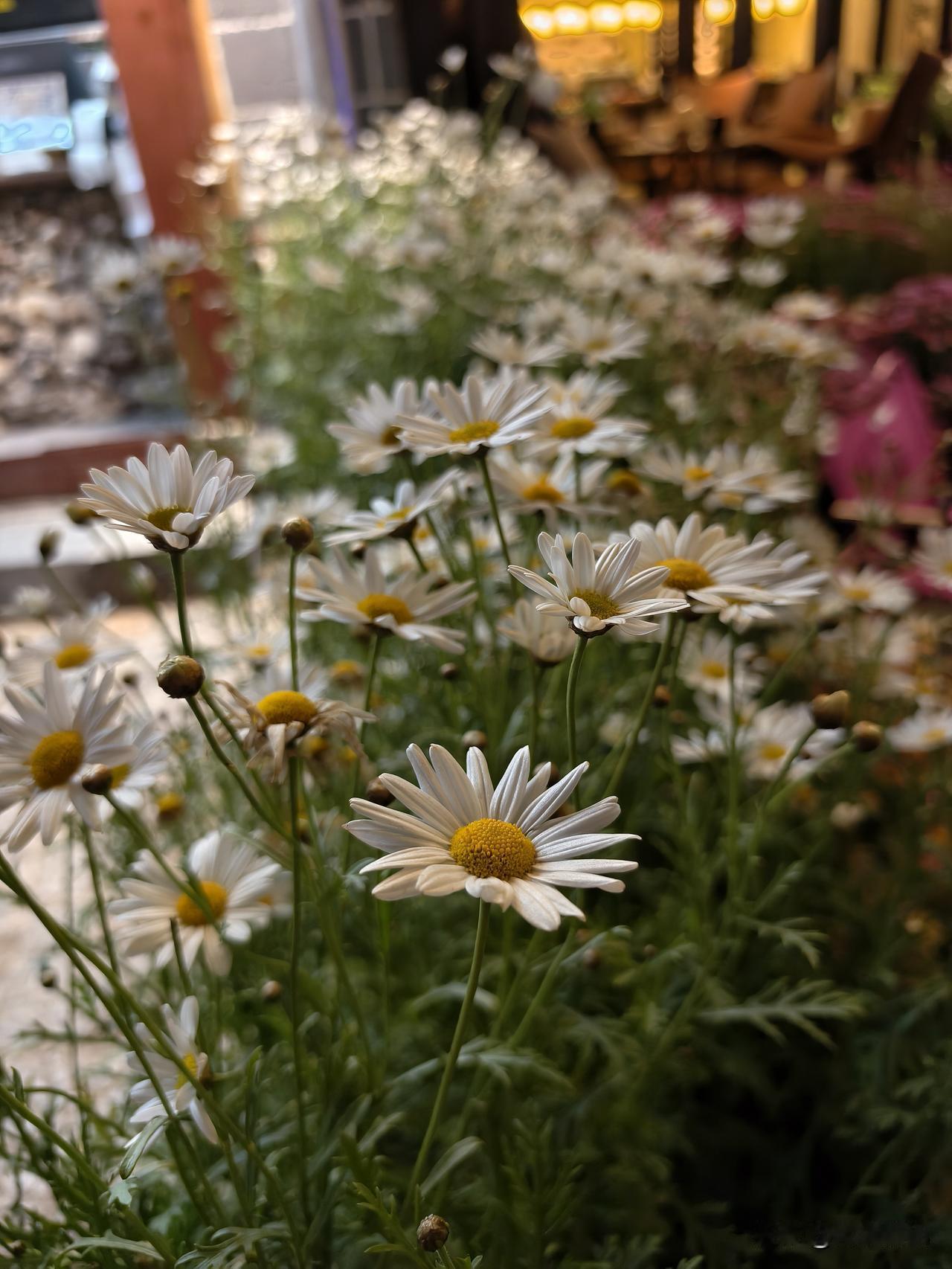 15个泡脚妙方，养颜又健康
1. 脚凉怕冷：弄点生姜或者艾叶。姜是老的辣，煮水泡