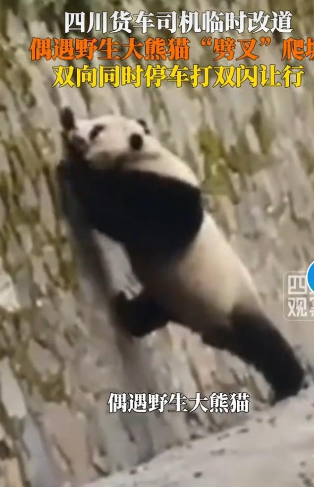 司机临时改道偶遇野生大熊猫
 
四川一位观光车司机路上嫌主干道堵车，临时绕小路，