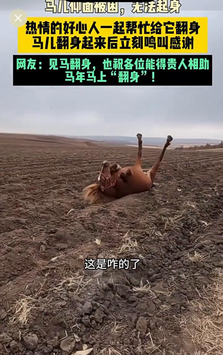 马儿仰面被困，无法起身，热情的好心人一起帮忙给它翻身。
马儿翻身起来后立刻鸣叫感