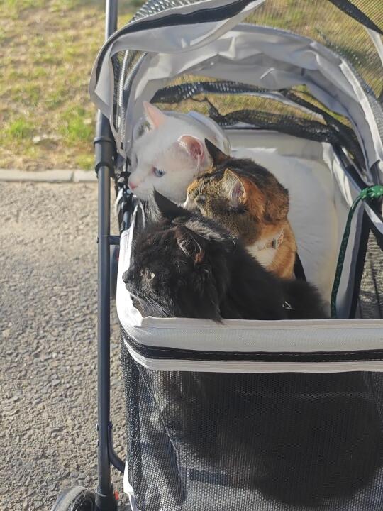 一个人带三只猫体检的体面是宠物推车给的