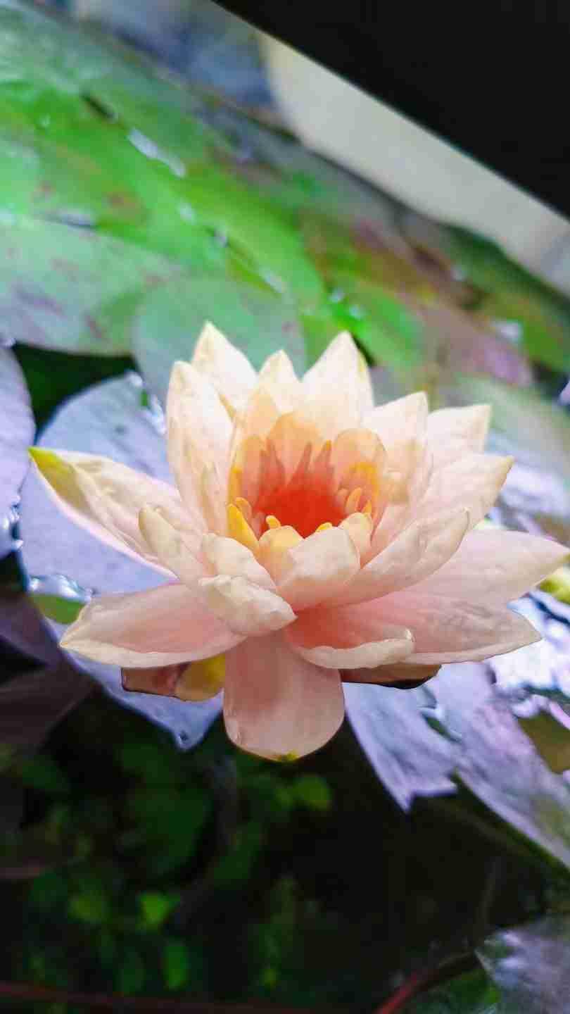 我的今日状态：😁轻松愉快
我这里的天气：☀️晴天