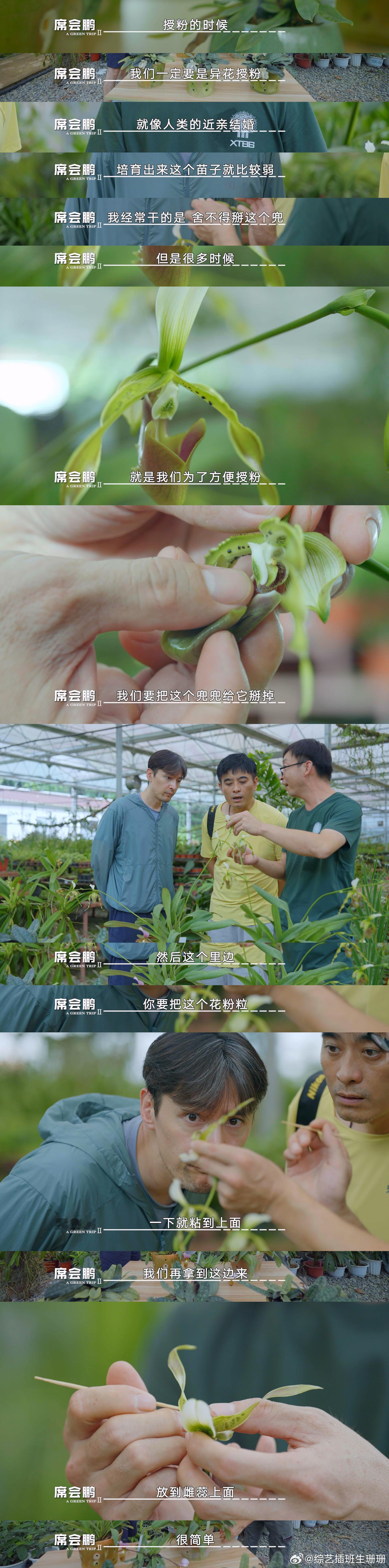 胡歌是遇上青蛙王子了吧  在为兜兰授粉时，舍不得破坏兜兰的形态，却意外与小树蛙撞