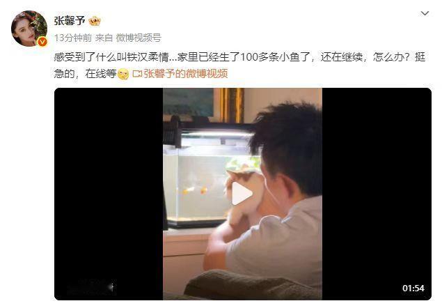 张馨予养鱼大户 从一开始只有一条鱼＋一个简易小鱼缸到一百多条鱼，咱就说张馨予这下