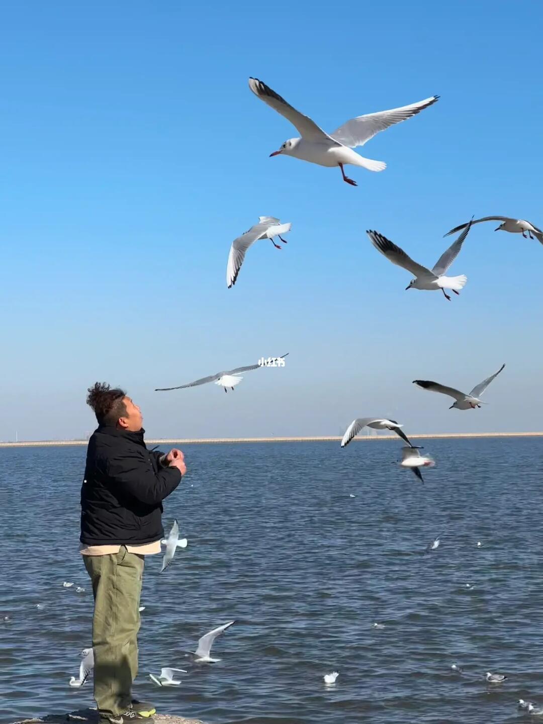 天津春节丨喂海鸥+赶海+海洋馆＋露营⛺️1～2日游最全攻略新鲜出炉
上干货
Da...