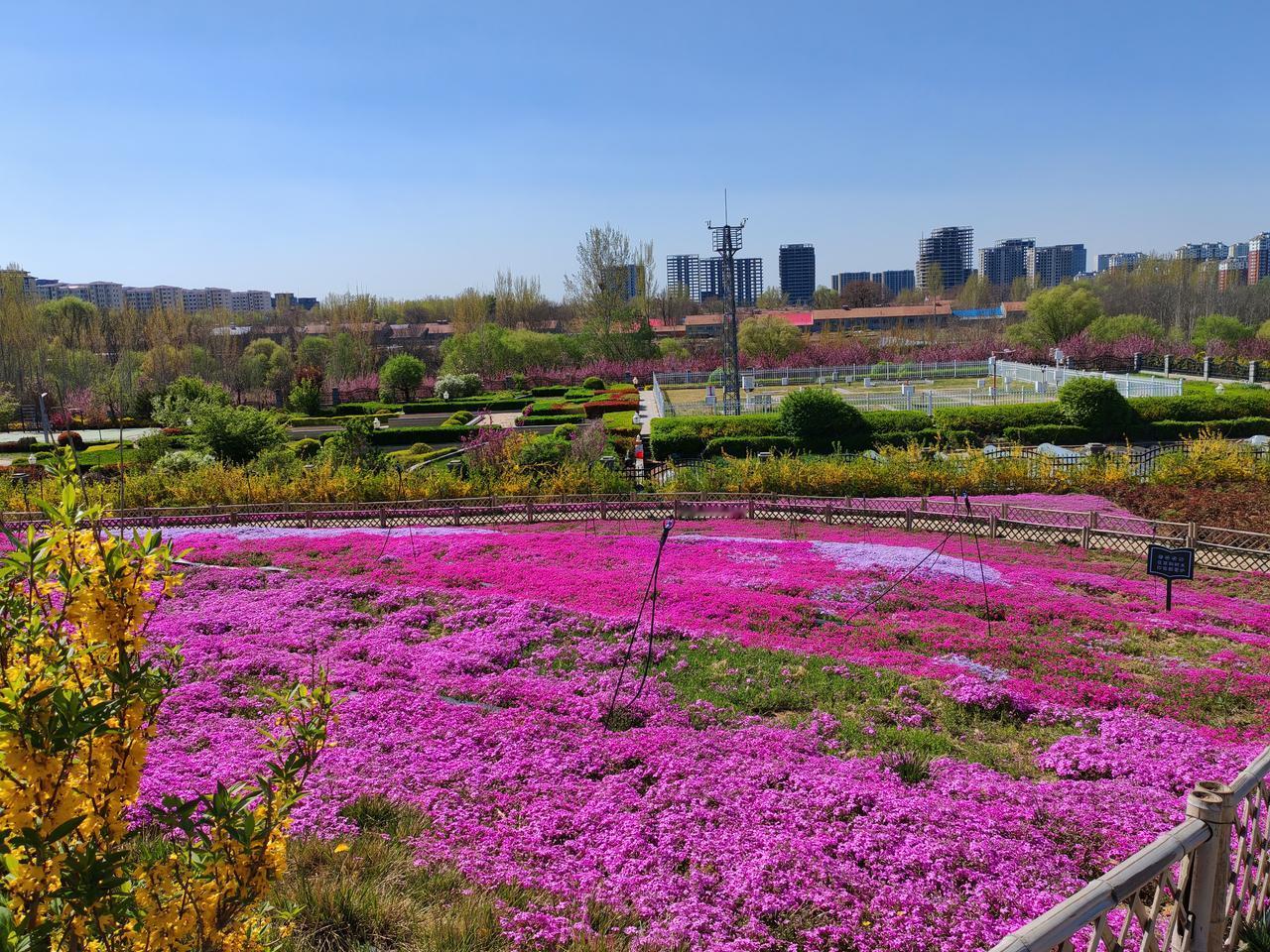 山东省昌乐县，市民体育公园的南边有一个地方，正是鲜花盛开的季节，喜欢花的朋友，打