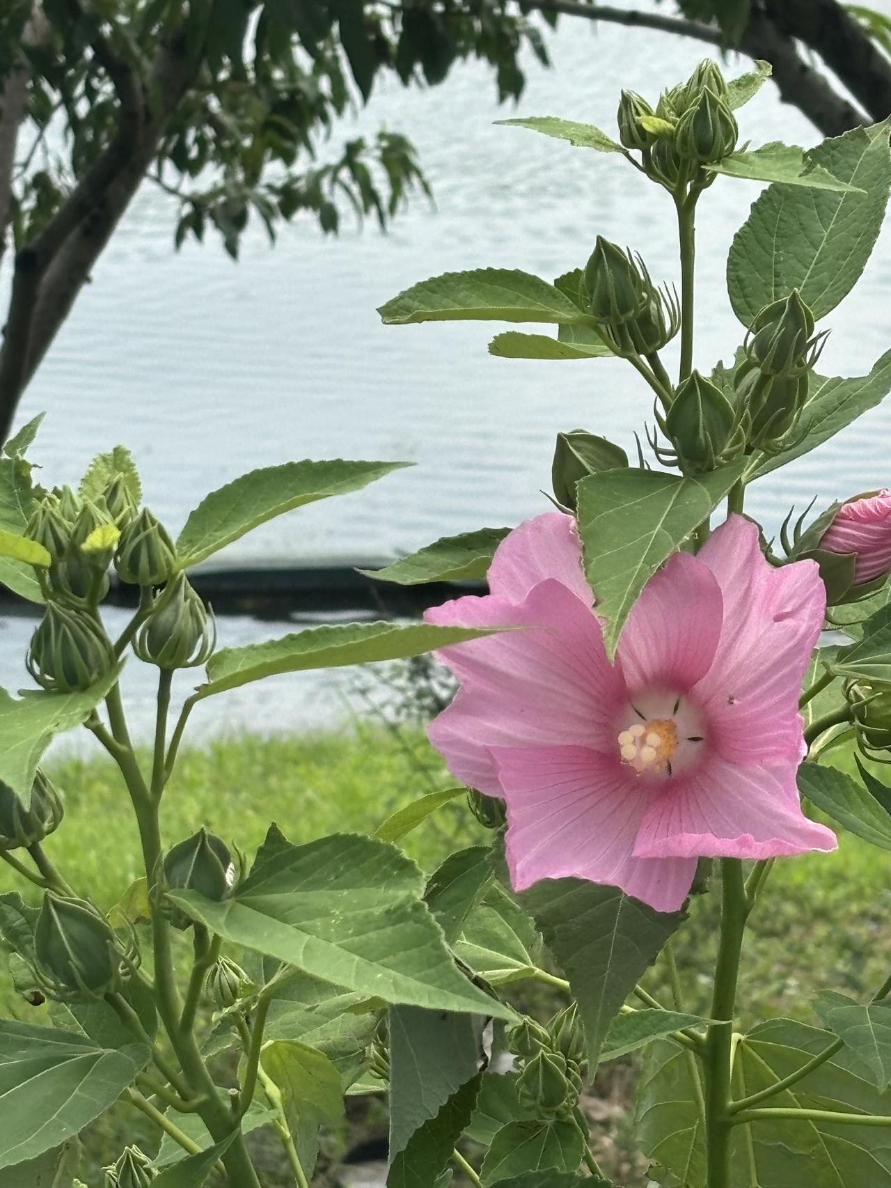 7月的北京大运河水梦园湿地公园，那景色简直绝了，真可谓美景如画。它以水为媒，和盛