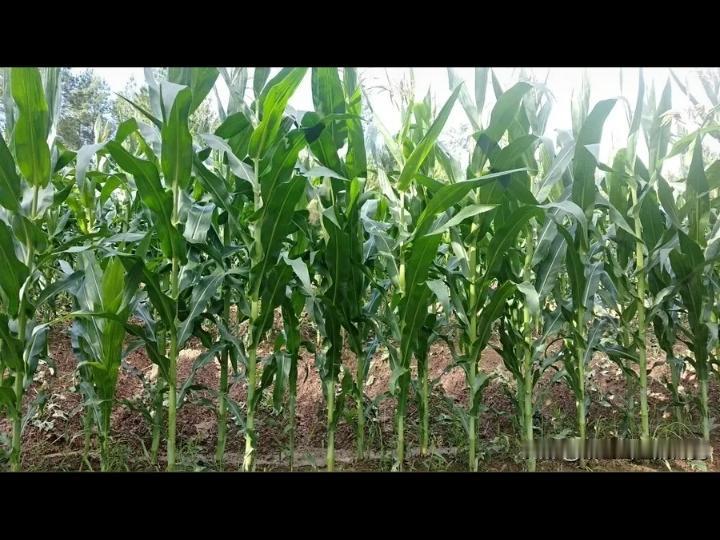 大自然正在对大临沂进行补偿，抚摸2025年的伤痛。
今年鲁南的千万人口大临沂身处