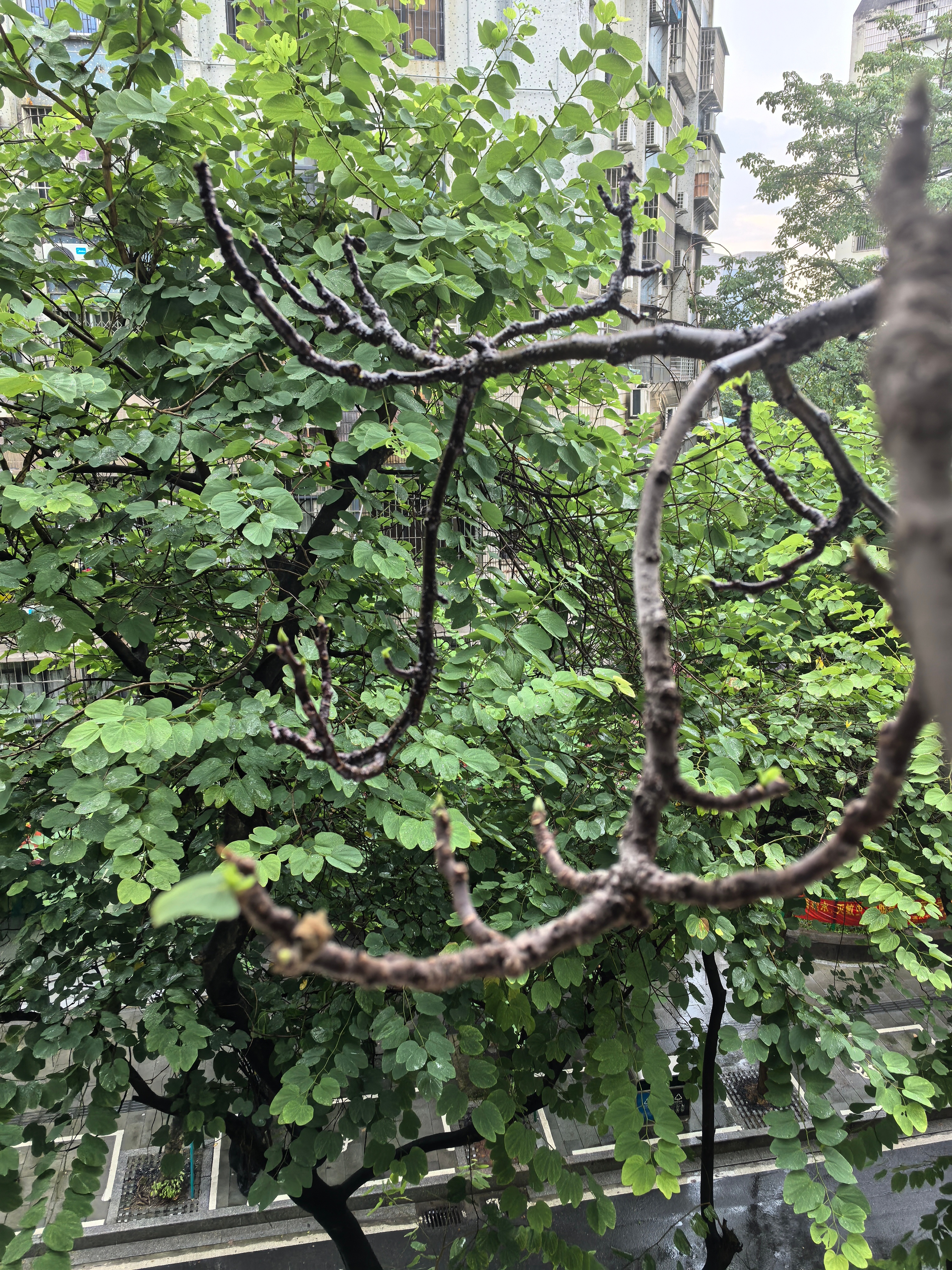 今年的夏季有点例外？雨下得特别多似的。我这无花果也神奇地迅速落光所有叶子，这几天