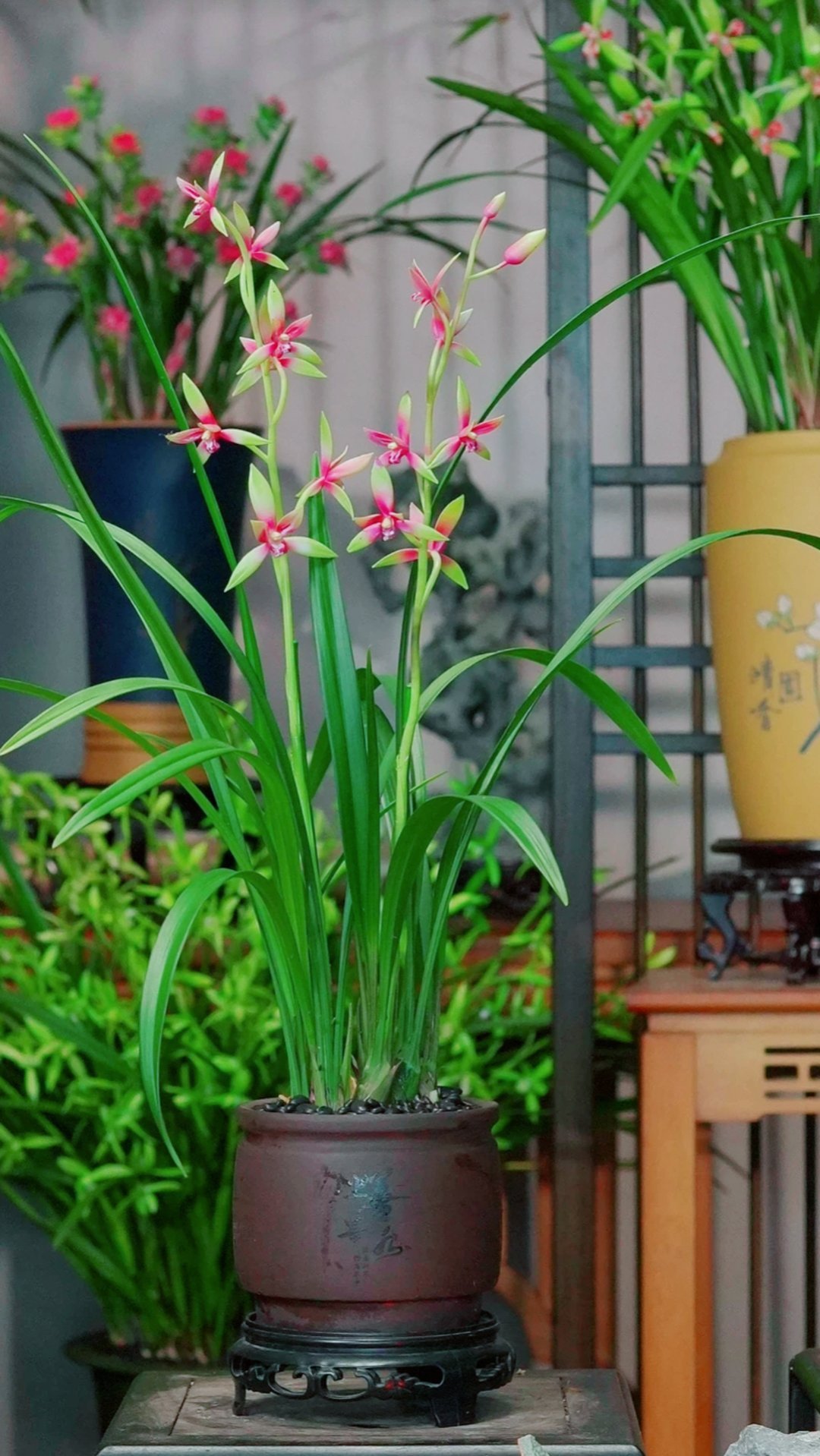 我买的兰花好看不？[拜托] ​​​