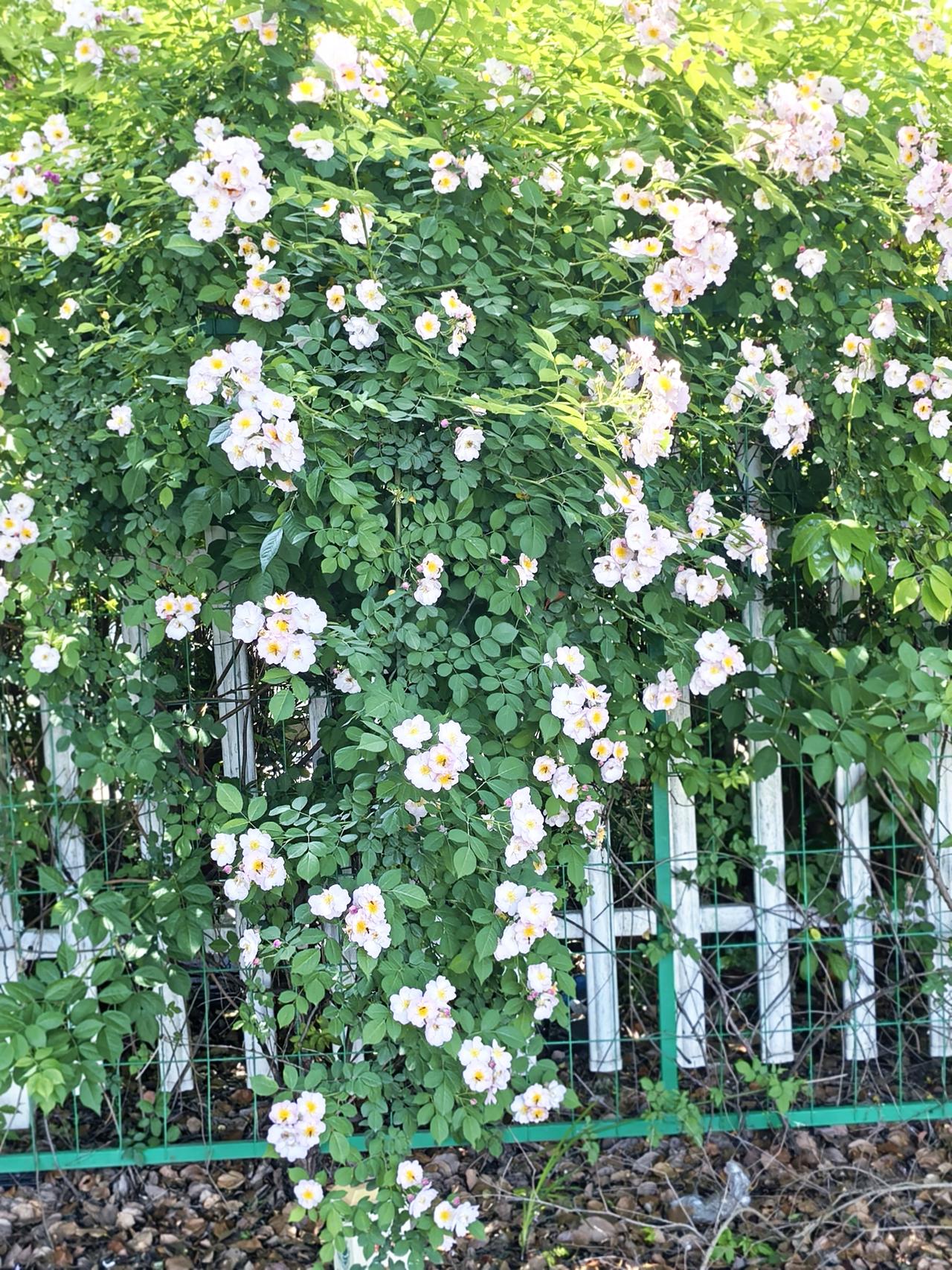 衣角蹭过花枝，
沾了一身春。
带定位晒今日生活
我的今日状态：😁轻松愉快
我这