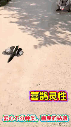动物也能分辩人的善恶[笑哭][笑哭][笑哭]