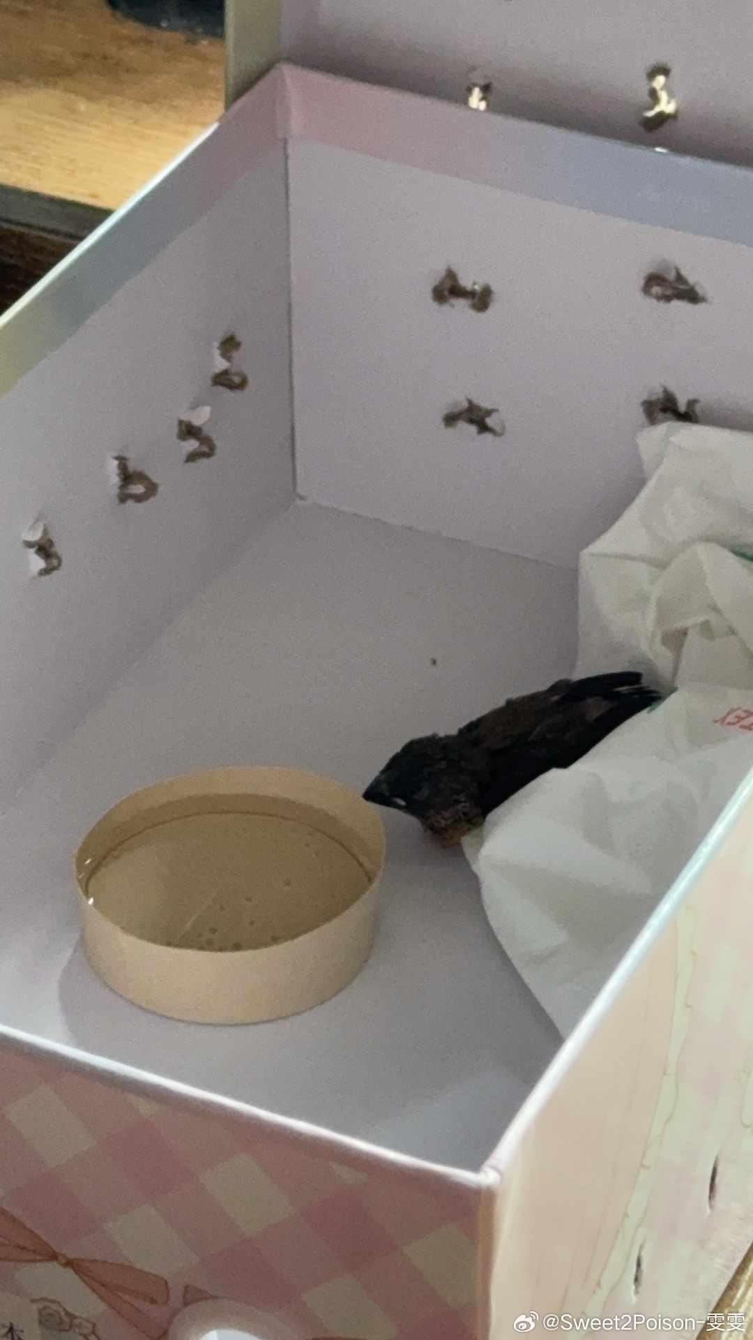 捡到只鸟啊啊啊啊谁有养鸟经验！！ 