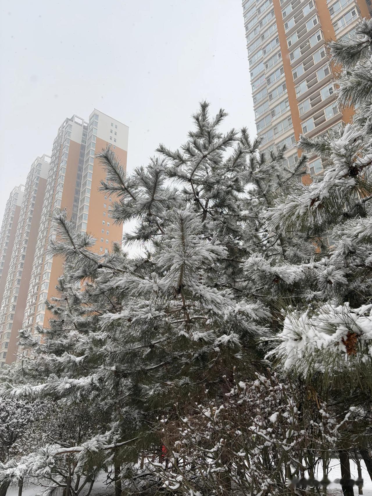 2025太原的第一场雪❄️终于下雪了！太原下了雪 崭新的太原 太原地标换新颜 令